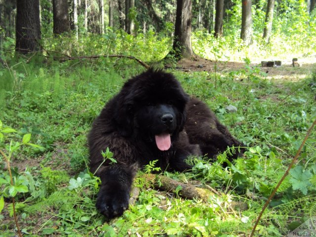 Фотография № 96304