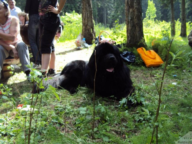 Фотография № 96311