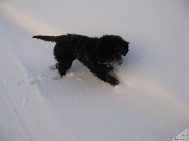 Фото: ньюфаундленд Жасмин Северный Каприз из Медвежьего Яра (Zhasmine Severny Caprice iz Medvejyego Yara)