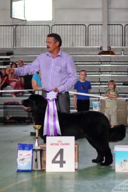 Фото: ньюфаундленд Звездный Дар Афродита (Zvezdnij Dar Afrodita), Сергей Селезнев