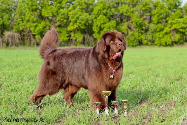 Фото: ньюфаундленд Лесная Сказка Королевский Медведь (Lesnaja Skazka Korolevskiy Medved)