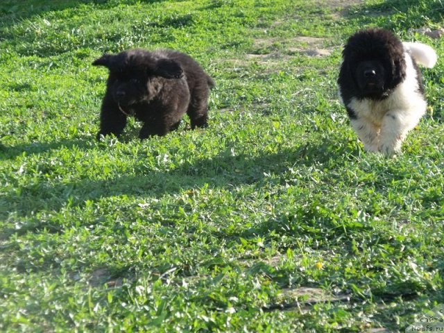 Фото: ньюфаундленд Избранный Витязь, ньюфаундленд Идальго Неповторимый