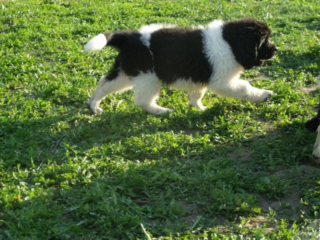 Фото: ньюфаундленд Изящная Галатея (Izyaschnaya Galateya)