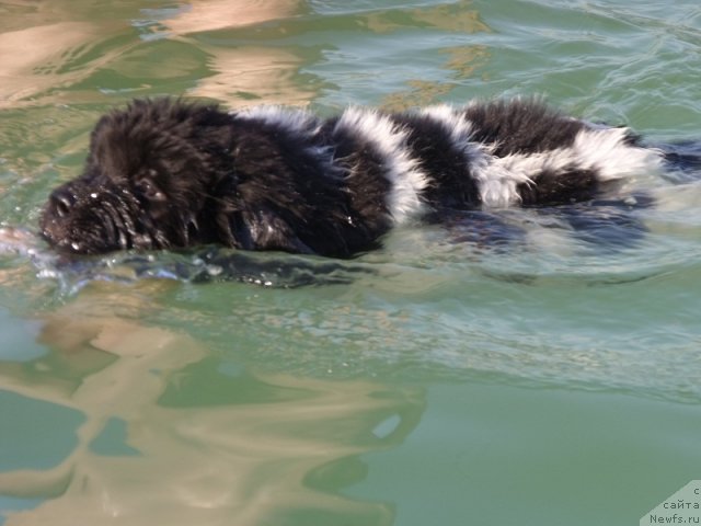 Фото: ньюфаундленд Искушение Моей Души (Iskushenie Moey Dushi)