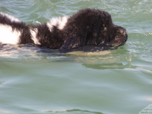 Фото: ньюфаундленд Идальго Неповторимый