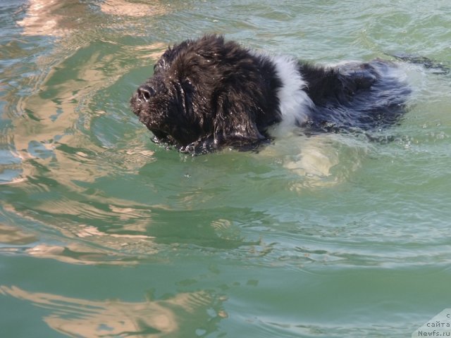 Фото: ньюфаундленд Идальго Неповторимый