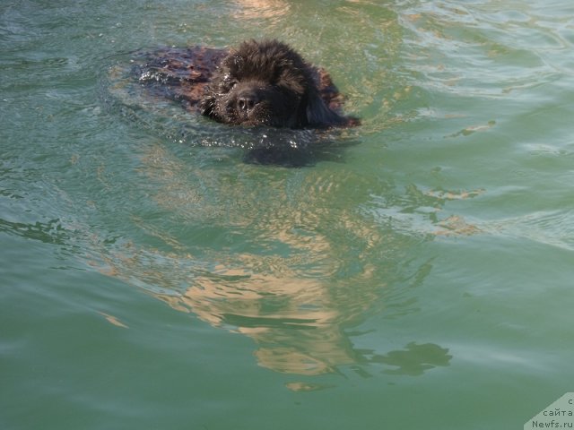 Фото: ньюфаундленд Искусная Кокетка