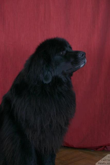 Фото: ньюфаундленд Айседора Пленительная Леди