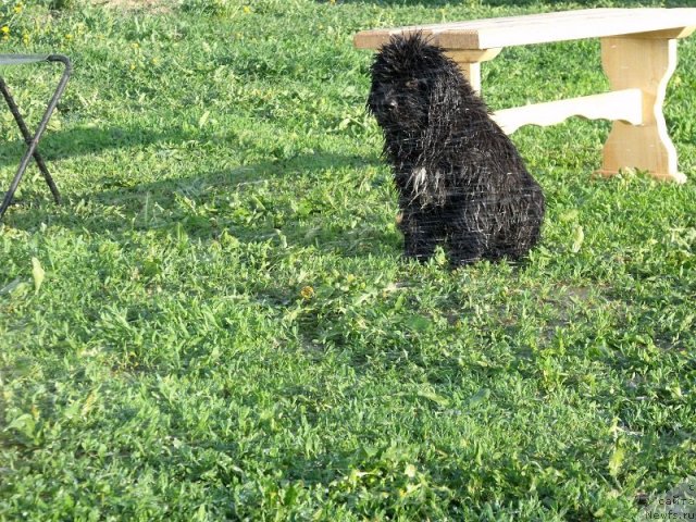 Фото: ньюфаундленд Императрица Семи Морей