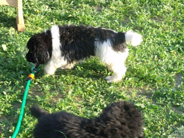 Фото: ньюфаундленд Идальго Неповторимый