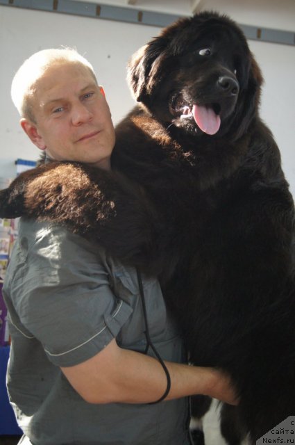 Фото: ньюфаундленд Плюшевая Панда Удивительная Кейт (Plushevaya Panda Udivitelnaja Kejt)