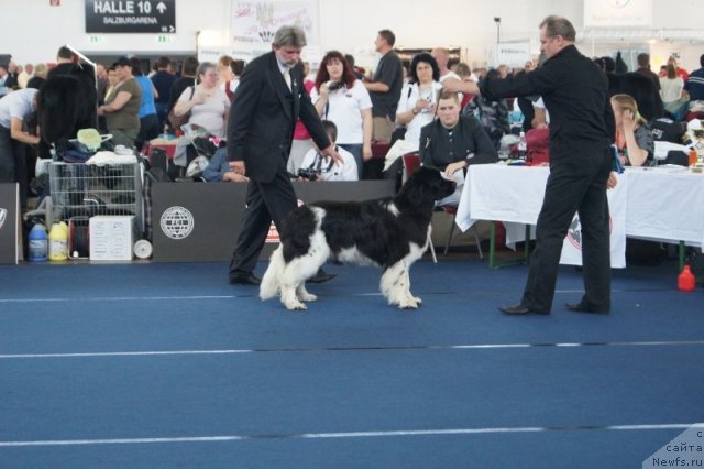 Фото: ньюфаундленд Плюшевая Панда Улыбка Леди Шарм (Plushevaya Panda Ulybka Ledi Scharm)