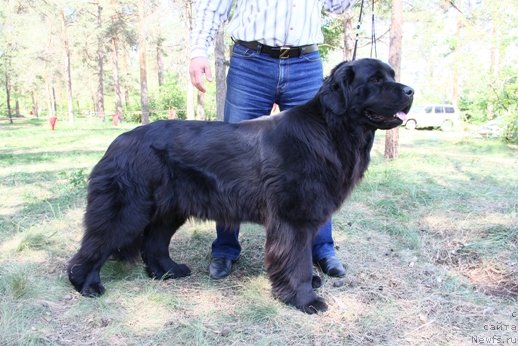 Фото: ньюфаундленд Аллегро Ассаи Луна