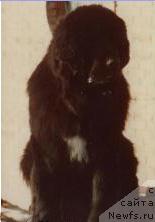 Фото: ньюфаундленд Spokinewf's Licorice all Sorts