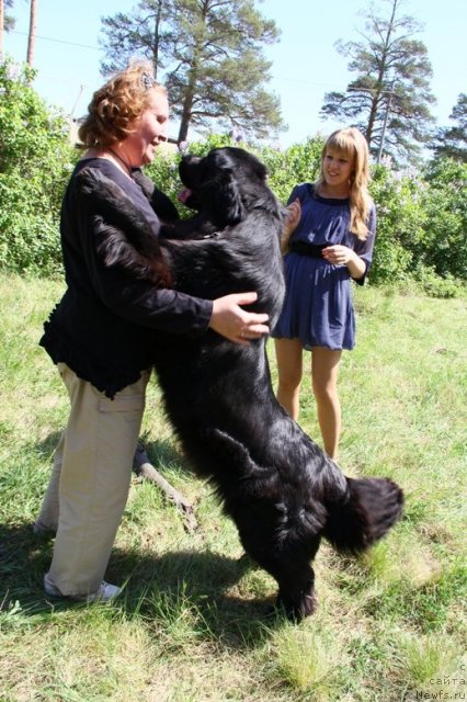 Фото: ньюфаундленд Аллегро Ассаи Луна