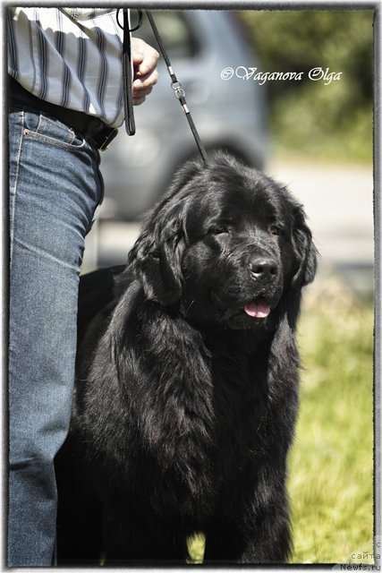 Фото: ньюфаундленд Аллегро Ассаи Луна