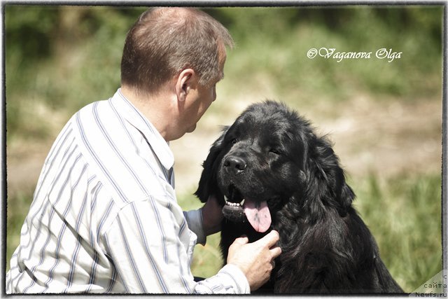Фото: ньюфаундленд Аллегро Ассаи Луна