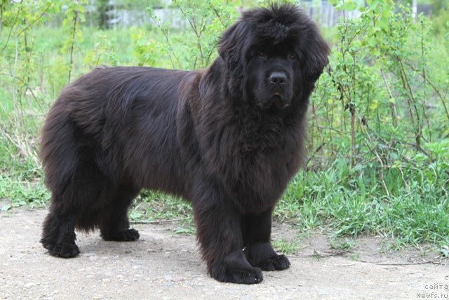 Фото: ньюфаундленд Особа Статная из Медвежьего Яра