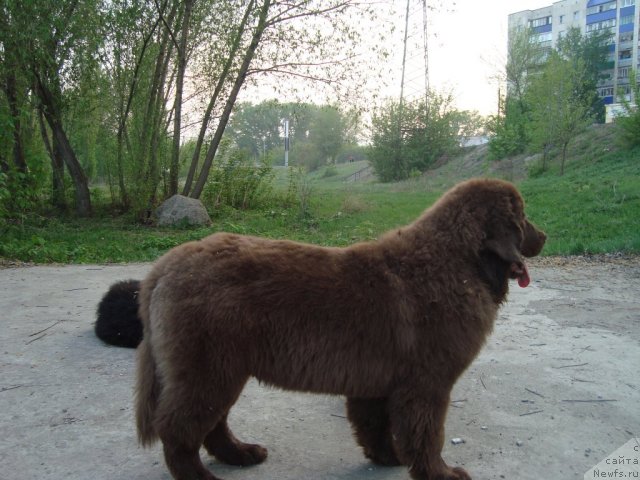 Фото: ньюфаундленд Ньюфорт Первая Леди