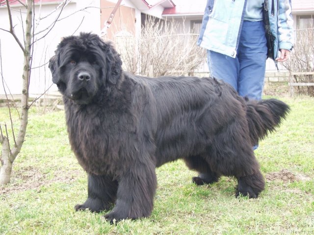 Фото: ньюфаундленд Юнспотид Хай Из Медвежьего Яра (Yunspotid Hay iz Medvejyego Yara)