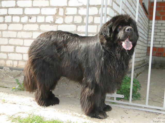 Фото: ньюфаундленд Баловень Судьбы