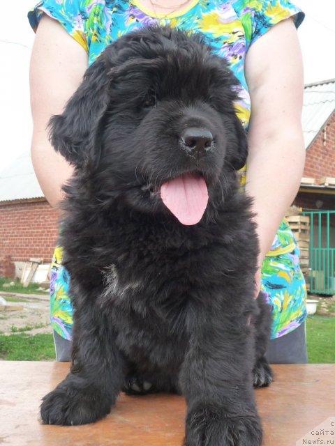 Фото: ньюфаундленд Властелин Морей