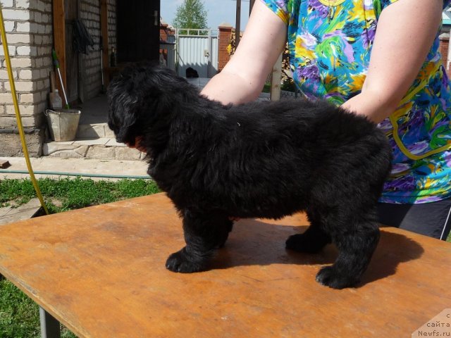 Фото: ньюфаундленд Властелин Морей