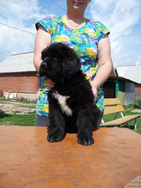 Фото: ньюфаундленд Великий Предводитель