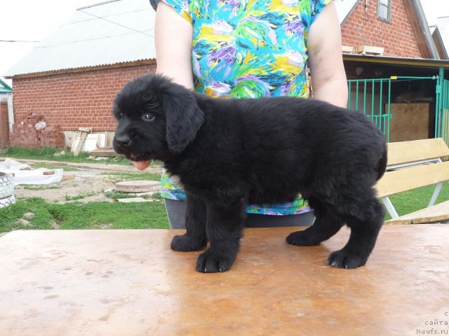 Фото: ньюфаундленд Важная Персона