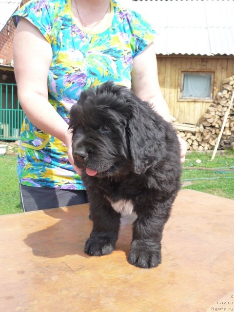 Фото: ньюфаундленд Вива Виктория