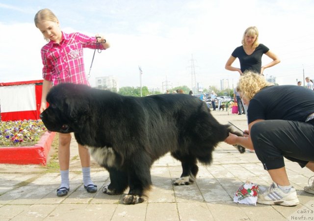 Фото: ньюфаундленд Gift of Destiny Midnight Bear, Елена Кочеткова