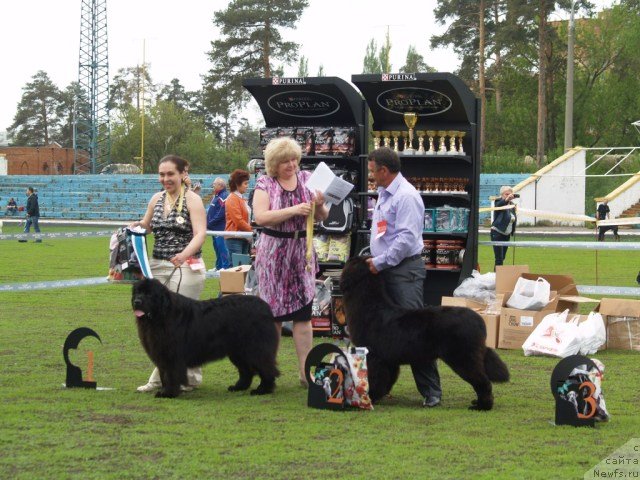 Фото: ньюфаундленд Плюшевая Панда Устинья Савельевна (Plushevaya Panda Ustinja Savelevna), ньюфаундленд Звездный Дар Афродита (Zvezdnij Dar Afrodita)