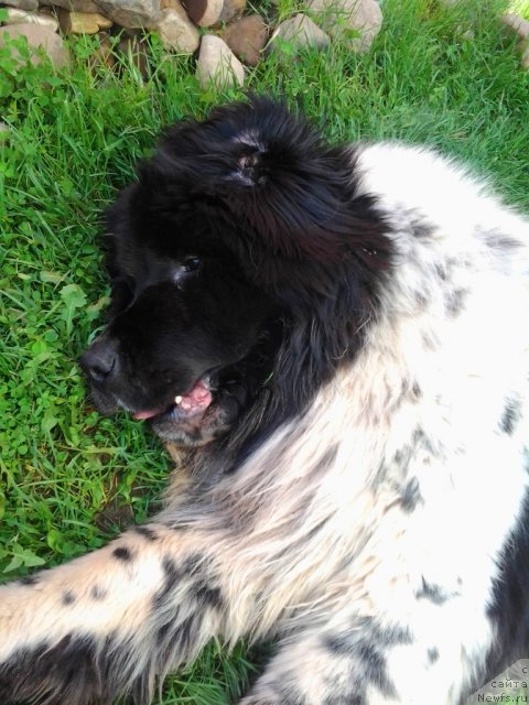 Фото: ньюфаундленд Супер Бизон Екатеринбург (Super Bizon Ekaterinburg)