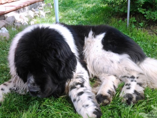 Фото: ньюфаундленд Супер Бизон Екатеринбург (Super Bizon Ekaterinburg)