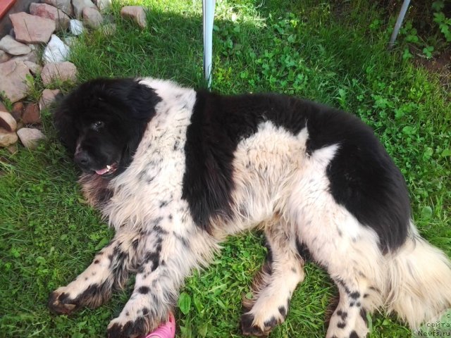 Фото: ньюфаундленд Супер Бизон Екатеринбург (Super Bizon Ekaterinburg)