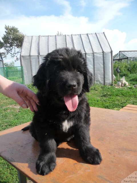 Фото: ньюфаундленд Важная Персона