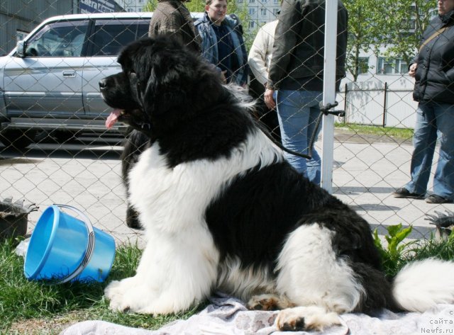 Фото: ньюфаундленд Chatkantarra Taro