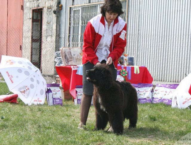 Фото: ньюфаундленд Newettas Ice Princess Of Denmark