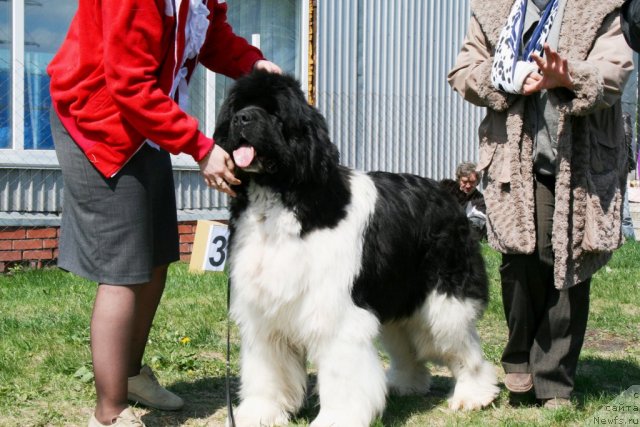 Фото: ньюфаундленд Chatkantarra Taro