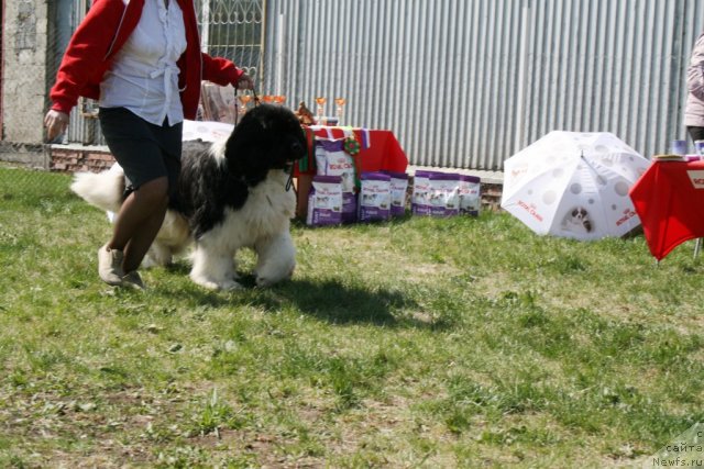 Фото: ньюфаундленд Chatkantarra Taro