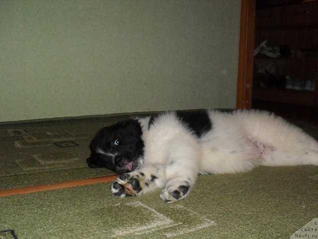 Фото: ньюфаундленд Питерньюф Хубба-Бубба