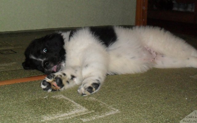 Фото: ньюфаундленд Питерньюф Хубба-Бубба