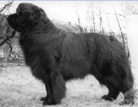Фото: ньюфаундленд Spokinewf's Cariboo Cowboy