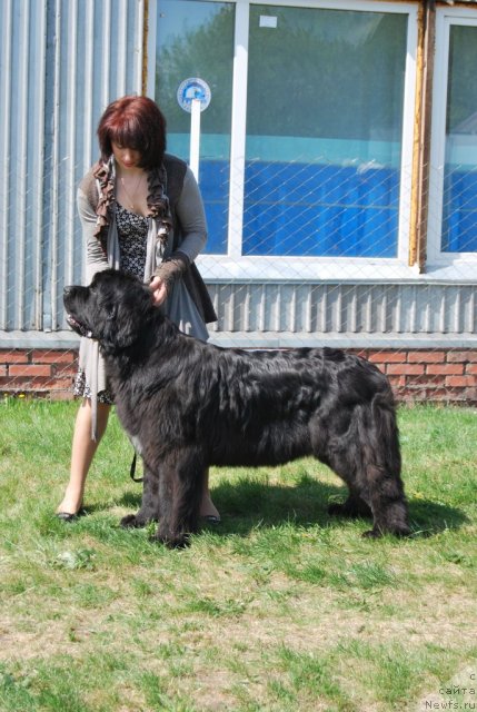 Фото: ньюфаундленд Transatlantika Nuo Ozo Kalvu