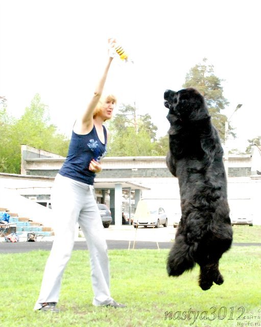 Фото: ньюфаундленд Императорский Каприз Икария