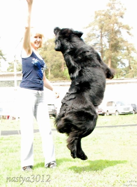 Фото: ньюфаундленд Императорский Каприз Икария