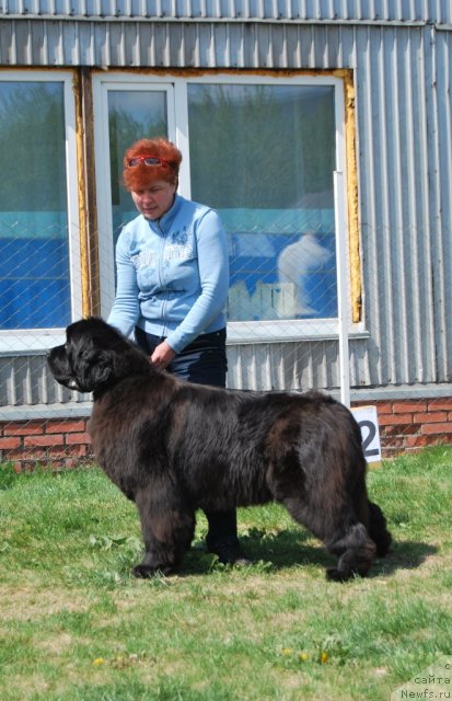 Фото: ньюфаундленд Наварро Дэлюкс из Медвежьего Яра