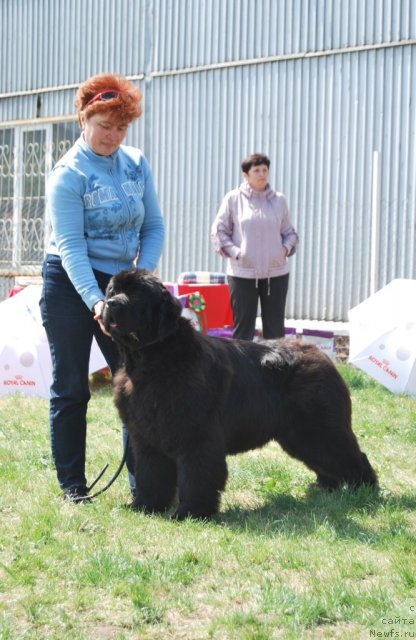 Фото: ньюфаундленд Наварро Дэлюкс из Медвежьего Яра