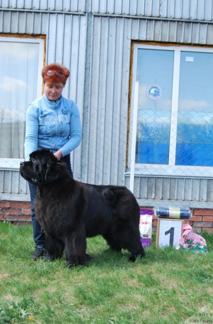 Фото: ньюфаундленд Наварро Дэлюкс из Медвежьего Яра