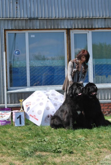 Фото: ньюфаундленд Bears Cove Lucky Break, ньюфаундленд Transatlantika Nuo Ozo Kalvu, Светлана Васильчук